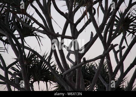 Branches de la Chaume (Screwpine Pandanus Tectorius Australianus) au crépuscule Banque D'Images