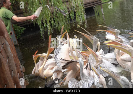 Budapest, Hongrie. 2 Août, 2019. Une source alimente des pélicans au cours d'une session d'alimentation visuelle au Zoo de Budapest à Budapest, Hongrie, le 2 août 2019. Credit : Attila Volgyi/Xinhua Banque D'Images