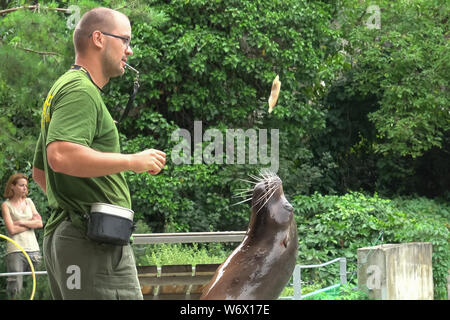 Budapest, Hongrie. 2 Août, 2019. Un seal effectue au Zoo de Budapest à Budapest, Hongrie, le 2 août 2019. Credit : Attila Volgyi/Xinhua Banque D'Images