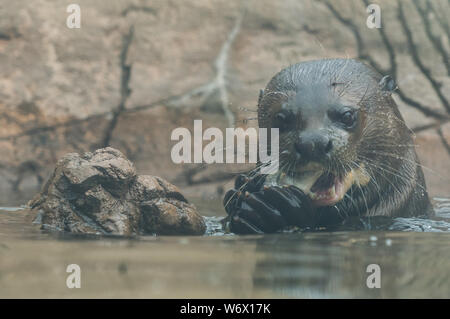 Budapest, Hongrie. 2 Août, 2019. Une loutre géante mange du poisson au Zoo de Budapest à Budapest, Hongrie, le 2 août 2019. Credit : Attila Volgyi/Xinhua Banque D'Images