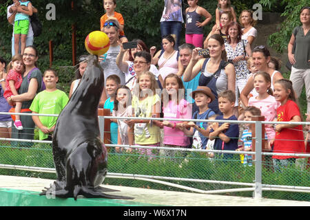 Budapest, Hongrie. 2 Août, 2019. Un seal effectue au Zoo de Budapest à Budapest, Hongrie, le 2 août 2019. Credit : Attila Volgyi/Xinhua Banque D'Images