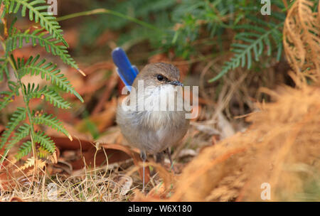 Un superbe mâle Malurus cyaneus, Fairywren, en Tasmanie, Australie dans Eclipse avec seulement des traces de bleu à gauche de la queue. Banque D'Images