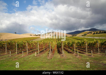 Vignes dans la vallée de Yarra. La région est renommée pour sa production de vin en raison de la haute qualité du sol. Banque D'Images