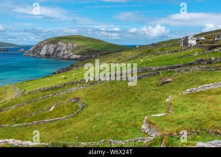 Des moutons paissant sur la côte sauvage en direction de Dunmore Head sur la péninsule de Dingle, comté de Kerry, Irlande Banque D'Images