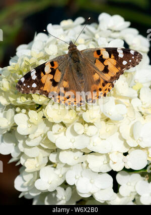 Papillon belle dame (Vanessa cardui) en appui avec les ailes écartées sur une fleur d'hortensias Limelight Banque D'Images