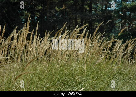 Plantes herbacées à Plana Mountain Bulgarie Banque D'Images