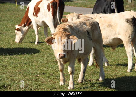 Une vache dans le pâturage Banque D'Images