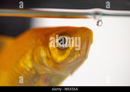 En gros plan des poissons rouges avec un aqarium buble Banque D'Images