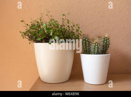 Cactus plantes dans un pot sur un bureau Banque D'Images