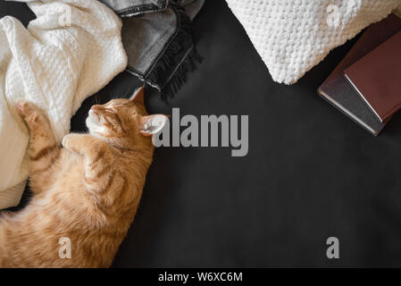 Le gingembre cat dormir sur un canapé noir confortable. Accueil agrément avec cat, plaid doux et des livres. Accueil chaleureux et hygge concept, l'espace de copie. Banque D'Images