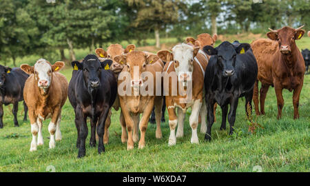 troupeau de vaches Banque D'Images