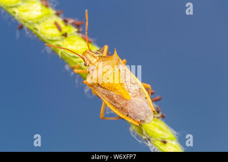 A Stink Bug (Oebalus pugnax) sur la tige d'une plante d'herbe. Banque D'Images