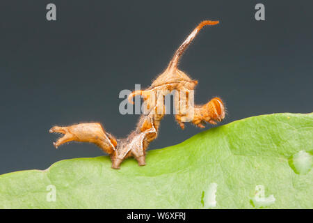 Une courbe Owlet bordée d'amphibien (Phyprosopus callitrichoides) sur une feuille de Caterpillar Greenbrier. Banque D'Images