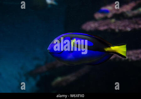 Paracanthurus hepatus, tang bleu, bleu royal, tang chirurgien palette. Un poisson populaire dans les aquariam Banque D'Images