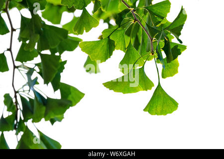 Ginkgo biloba arbre aux feuilles vert isolé sur fond blanc. Banque D'Images