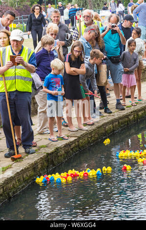 Bournemouth, Dorset, UK. 3e août 2019. 2000 canards jouet course à Bourne stream dans Jardins de Bournemouth au cours d'aujourd'hui et demain. Organisé par falaise Est Rotary Club au profit d'organismes de bienfaisance locaux l'événement est sûr d'être quackers ! La foule s'applaudir les canards dans l'espoir que la leur sera la gagnante. Les enfants, filles et garçons, et les adultes regarder les canards flottant flottant, passé par. Credit : Carolyn Jenkins/Alamy Live News Banque D'Images