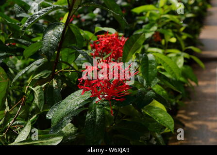 Rouge en fleurs ixora ou pointe en fleurs jardin juste après la pluie sous la lumière du soleil, selective focus Banque D'Images