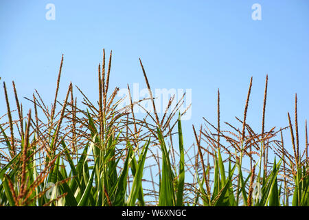 Maïs Maïs pôle ou fleurs en août, le maïs doux ou zea mays maïs doux ou avec des fleurs de couleur violet fond rural Banque D'Images