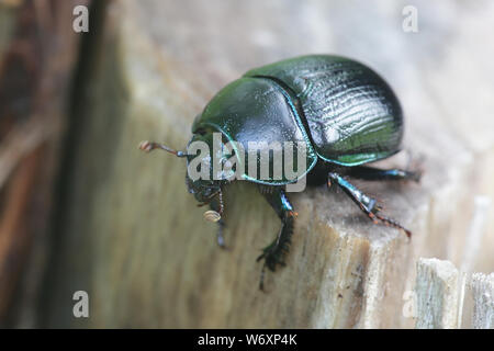 Anoplotrupes stercorosus, connu sous le nom de dor beetle, une espèce de terre plate-bousiers Banque D'Images