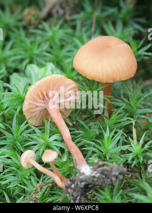 Laccaria laccata, communément connu sous le nom de l'imposteur, ou des champignons sauvages, Laccaria cireuse de la Finlande Banque D'Images