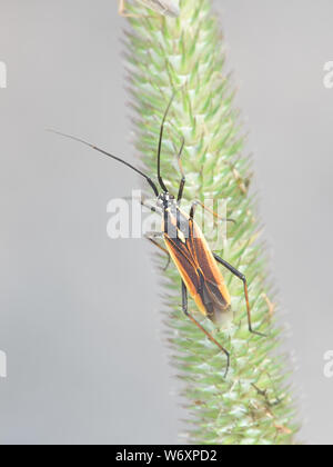 Leptopterna dolabrata Miris (dolabratus), communément connu sous le nom de prairie plant bug Banque D'Images