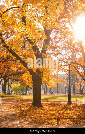 Paysage d'automne, old maple avec des feuilles jaunes dans un parc de la ville éclairée par le soleil Banque D'Images