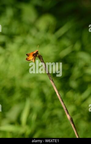 Haut fil acte : un beau papillon danse le long de la tige de la branche d'un buisson. Banque D'Images