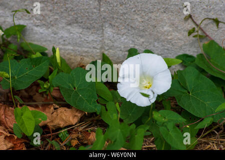 Gros plan d'une seule fleur de liseron des champs (Convolvulus arvensis) près du sol en face d'un mur gris Banque D'Images