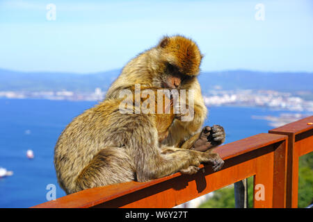 Vue de deux macaques de barbarie sauvage chaque toilettage autres au sommet du rocher de Gibraltar Banque D'Images