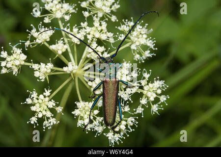 Aromia moschata, dendroctone du musc, Moschusbock Banque D'Images