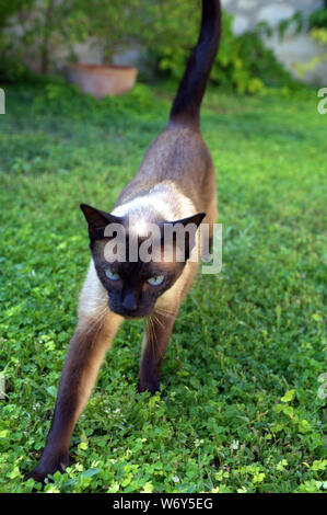 Chat Siamois en cour et jardin Banque D'Images