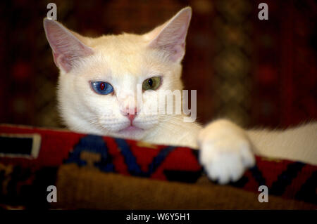 Blanc arménien race Van Cat avec deux couleurs naturelles d'oeil différentes (hétérochromia iridis) pose tout en posant sur un tapis fait à la main à Ephèse, Turquie. Banque D'Images