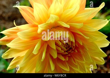 Dahlia jaune en pleine floraison jardin Accueil de Caroline du Nord Banque D'Images