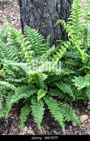 Cormoran à Fougère mâle Dryopteris affinis 'feuilles Cristata Augustata» Banque D'Images