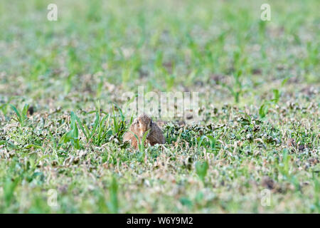 Lièvre brun (Lepus europaeus) UK Banque D'Images