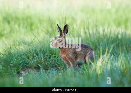 Lièvre brun (Lepus europaeus) UK Banque D'Images