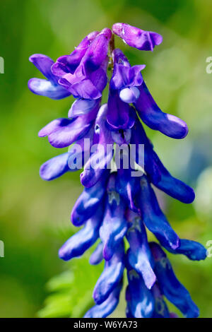 Vesce jargeau (Vicia cracca), close up d'un seul capitule fleuri presque entièrement. Banque D'Images