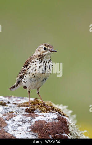 Meadow pipit spioncelle (Anthus pratensis) UK Banque D'Images