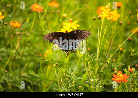 Belle swallowtail butterfly se nourrissant dans une fleur sauvage Banque D'Images