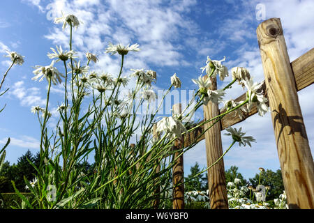 Marguerite au jardin clôture Banque D'Images