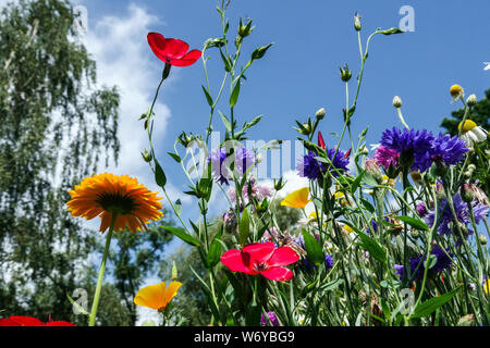 Plantes annuelles pour l'ensemencement direct dans la prairie de lit rouge-bleu convient pour des bandes de mélange de fleurs de prairie d'été colorées Centaurea Linum Calendula Banque D'Images