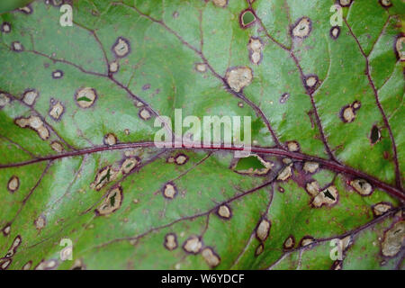 Cercospora beticola taches blanches sur le verger suisse rouge, gros plan Banque D'Images