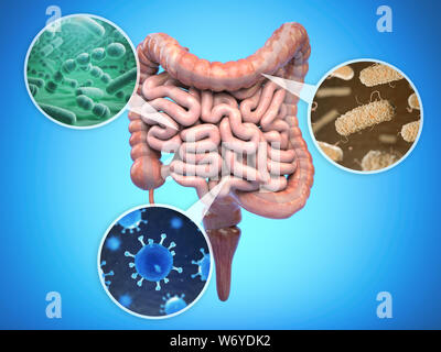 Bactéries de l'intestin humain, le concept de la santé de l'intestin de la flore intestinale. 3d illustration Banque D'Images