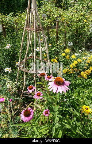 Fleur de cône dans un jardin, l'existence de plantes, de l'échinacée, l'échinacée en juillet Banque D'Images