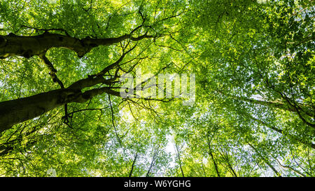 Tree Tops in forest Banque D'Images