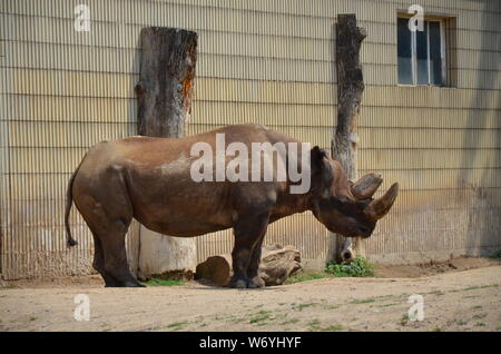 - Rhinocéros noir Diceros bicornis Banque D'Images