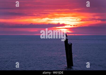 Un héron au lever du soleil sur un quai le long de la Saint Simons Sound à Saint Simons Island, en Géorgie. Banque D'Images