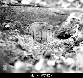 Macro photo d'une petite souris moelleux sur un fond sombre. Banque D'Images