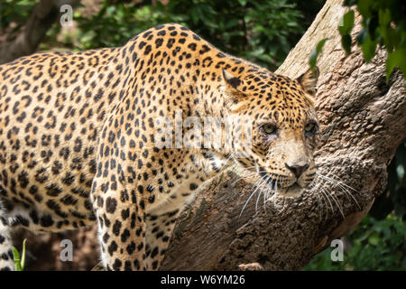 African Leopard (Panthera pardus pardus) indigènes de larges gammes d'Afrique sub-saharienne Banque D'Images