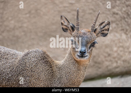 Klipspringer (Oreotragus oreotragus), une petite antilope robuste trouvés en terrain rocheux en Afrique orientale et australe. Banque D'Images